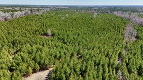 Lewis Timber Tracts
