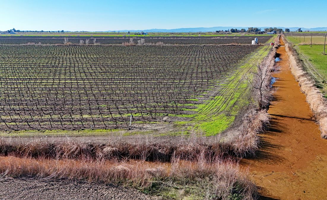 Courtland Vineyard