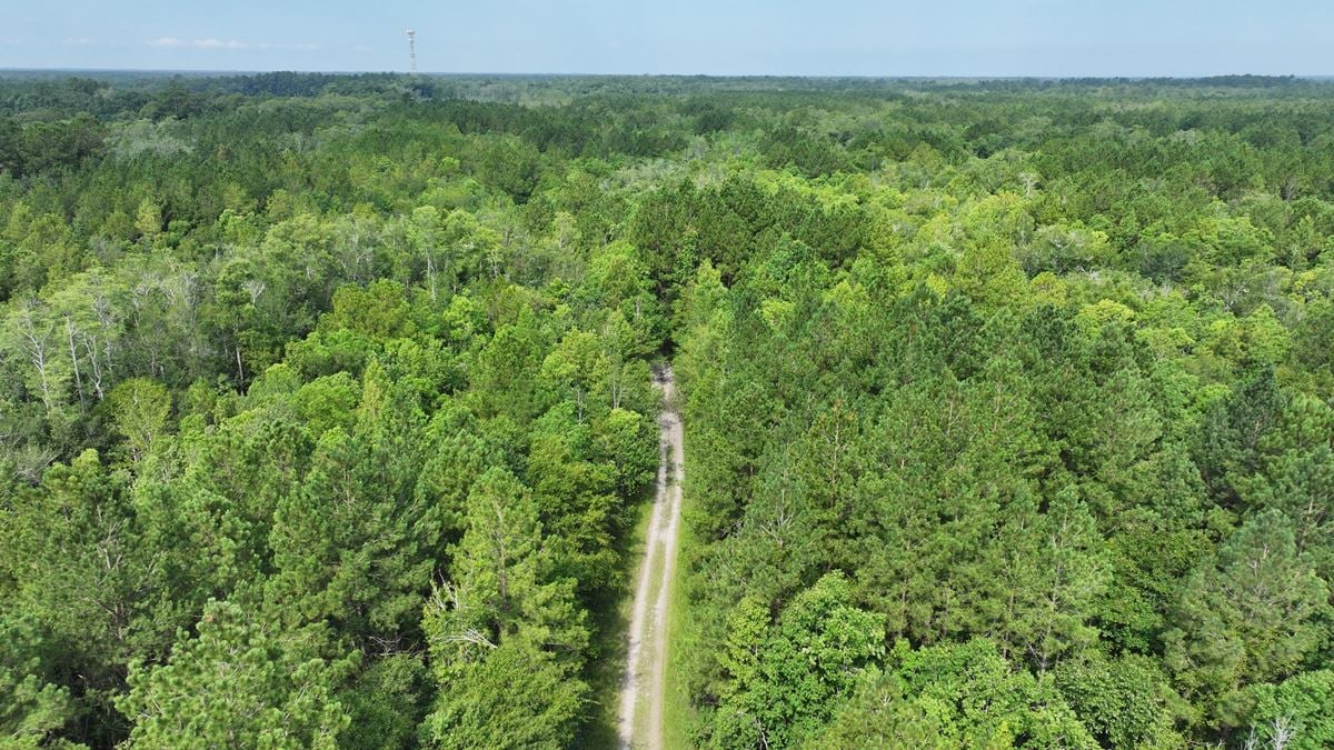 Satilla River Bottom Timberlands