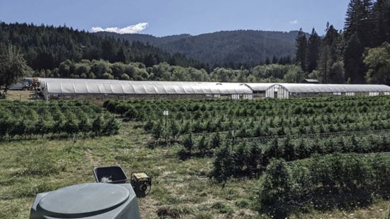 Redcrest,CA (Commercial) Operating Cannabis Business Opportunity. Real Estate For Lease. 