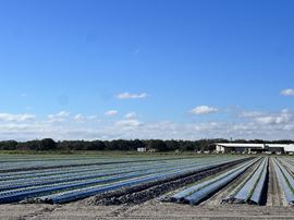 Hyatt Farms at Lake Kissimmee 1,660 +/- Acres