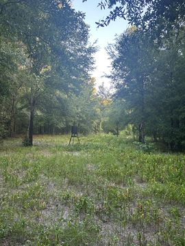 Fort White 58.7 Acres