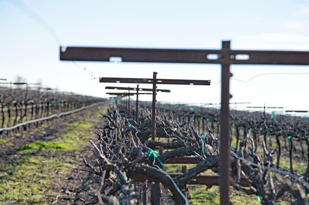 Courtland Vineyard