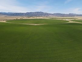 White Sage Farm