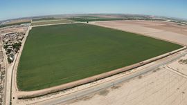 Acacia 86A and 87