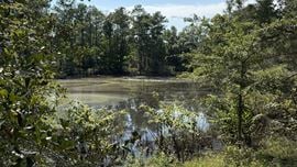 305.50 Acres Campbellton Land Development Opportunity