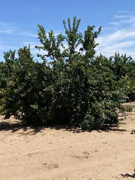 Citrus Property - County 19th Street and Avenue A