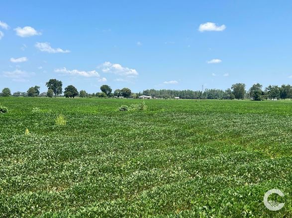 226 +/- Acre Investment Opportunity in Brewton, AL