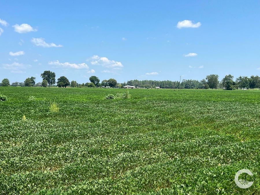 226 +/- Acre Investment Opportunity in Brewton, AL