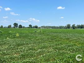 226 +/- Acre Investment Opportunity in Brewton, AL