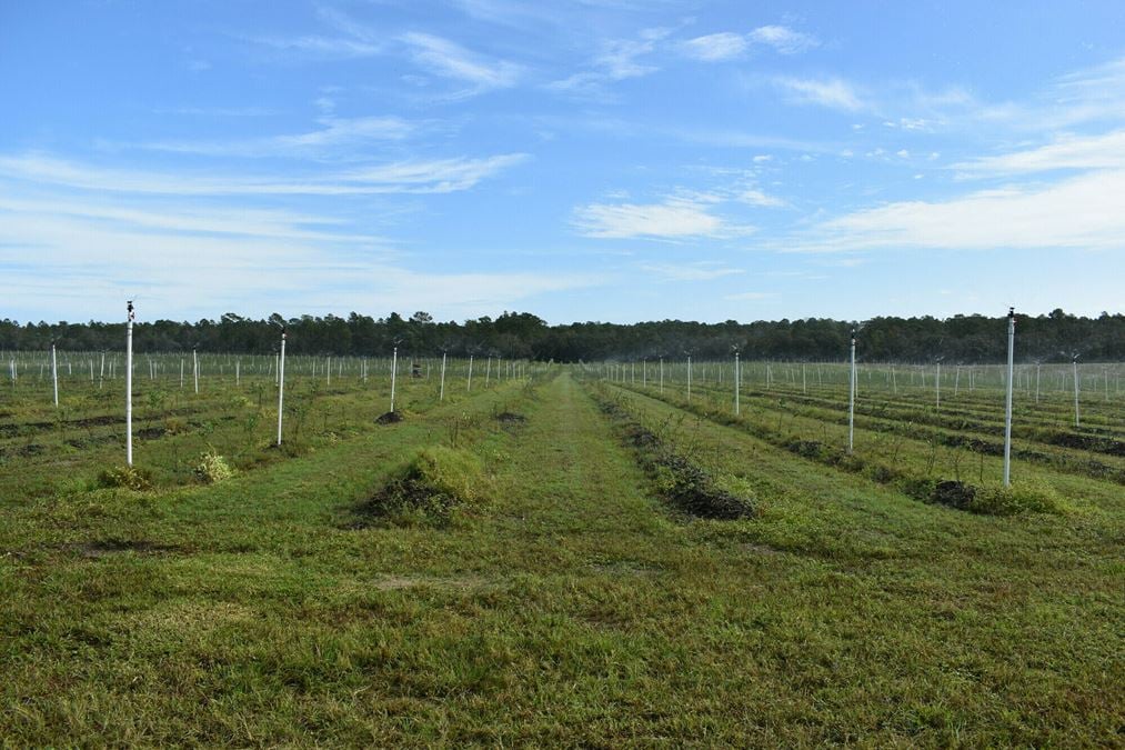 Citrus County Blueberry Farms- North