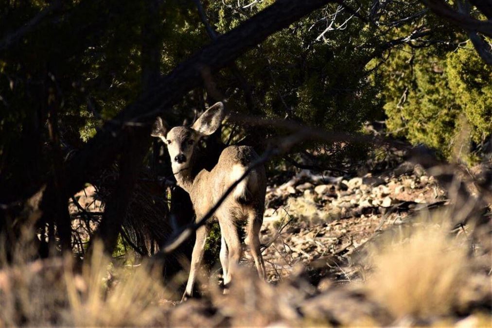 1747 Deer Canyon Trail