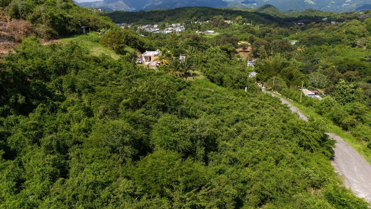 Ponce Agricultural Land @ Canas Ward - For Sale