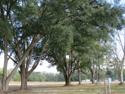 O'Brien 18 Acre Homestead