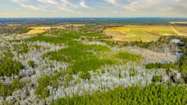 Telfair Tract 1