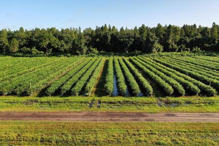 Central Florida Organic Blueberry Farm - Clermont
