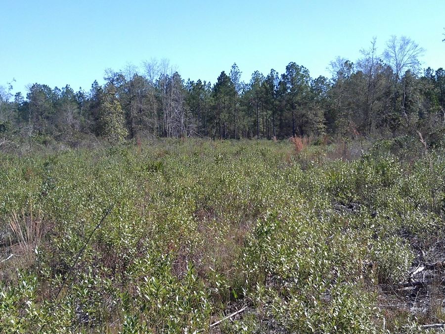 203 Acres in Valdosta