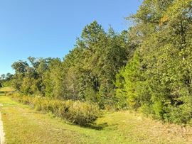 Byrd Blvd Petal Land