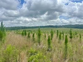 Barbour County Homesites
