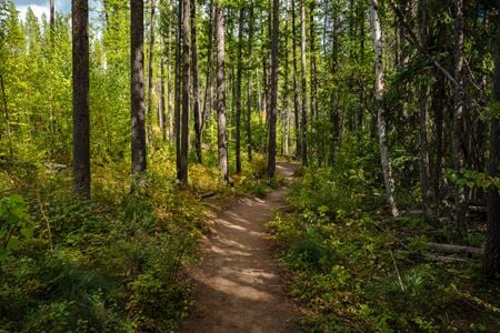 VacantLand space for Sale at Legacy Timber & Recreation Tract Near Lone Lake  in Kila