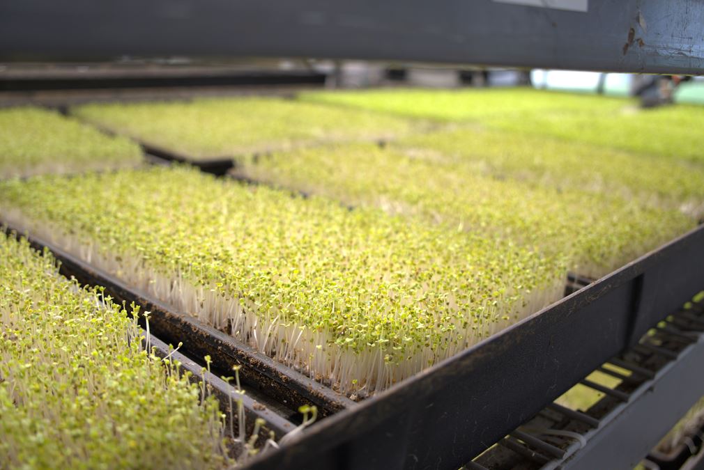 Turnkey Aquaponic Farm - Opportunity Zone
