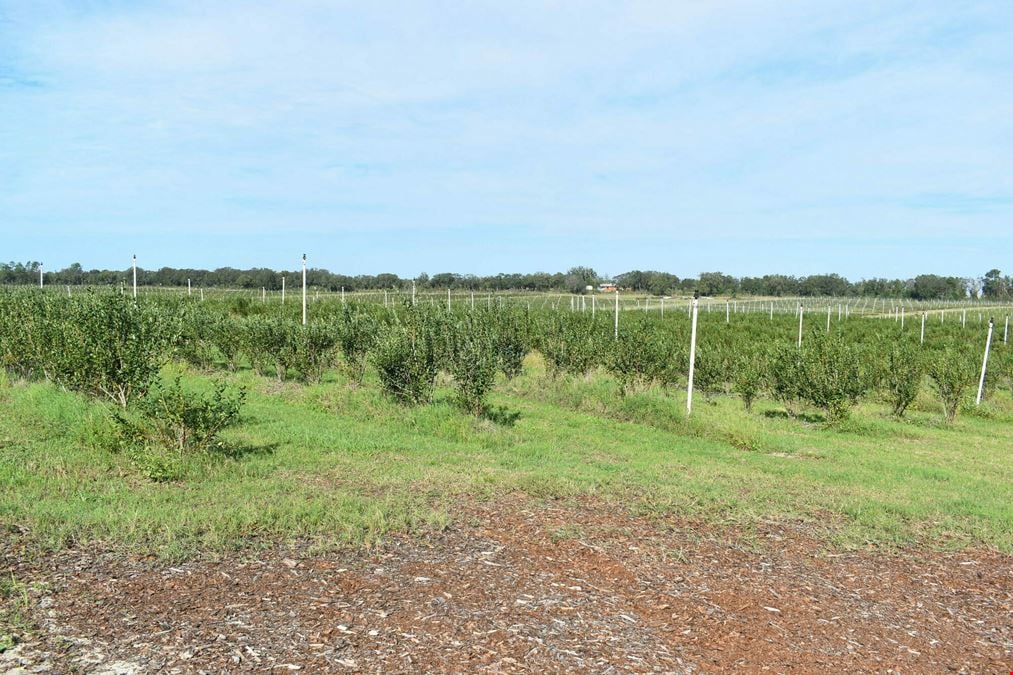 Citrus County Blueberry Farms- North