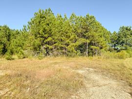 Tyner Road 