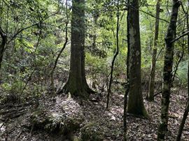 Fox Pen Tract