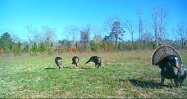 Cowpen Hunting Tract