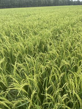 350+/- Acres Harlan Hurd Rd. Craighead 324 Rd.