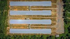 Mena AR Broiler Chicken Farm
