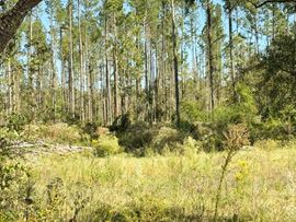 Land for Development | 7210 Hwy 49 North