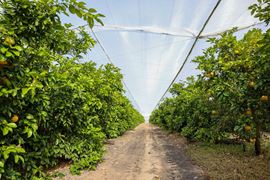 Florida Rubies Agricultural Investment Property