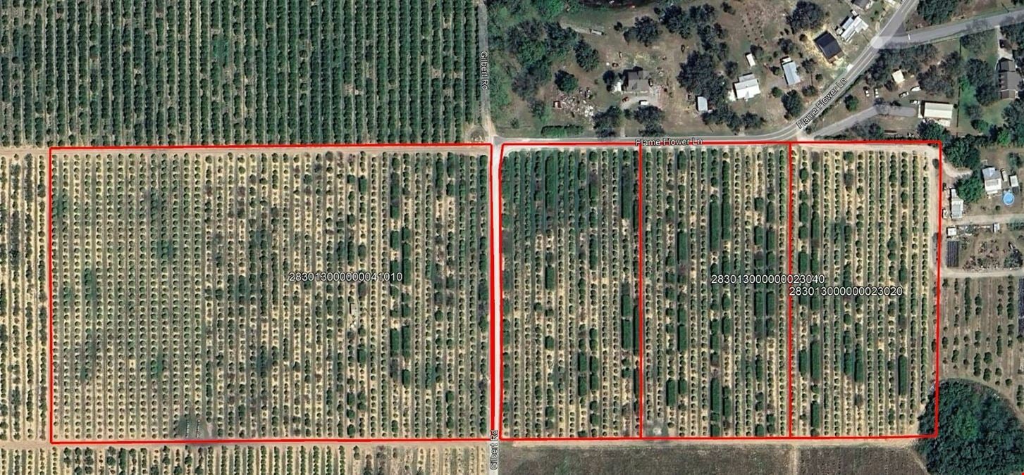 30 acre Citrus Grove