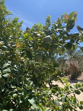 Citrus Property - County 19th Street and Avenue A
