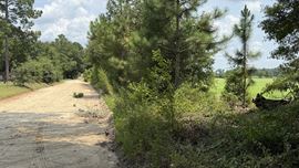 19± Acres in Bascom, FL – Ideal Homesite or Hobby Farm