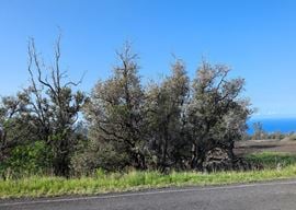Lehua Court