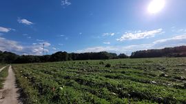 9.51 Acre Parcel off American Legion Road