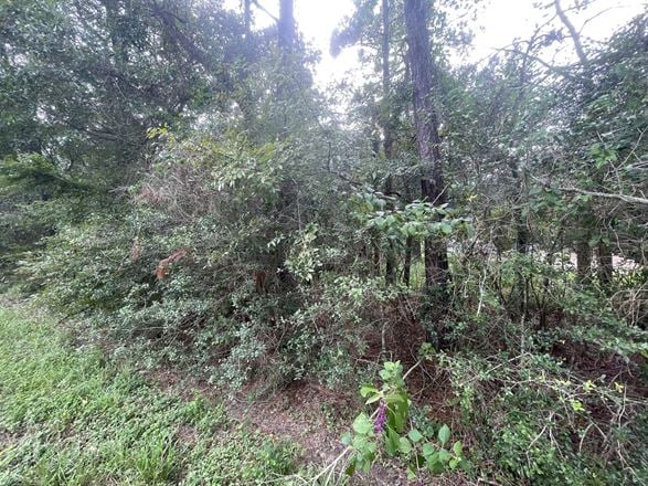 10ac Magnolia/ The Woodlands