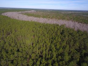 Bayou Lacombe Timberland & Mitigation Area