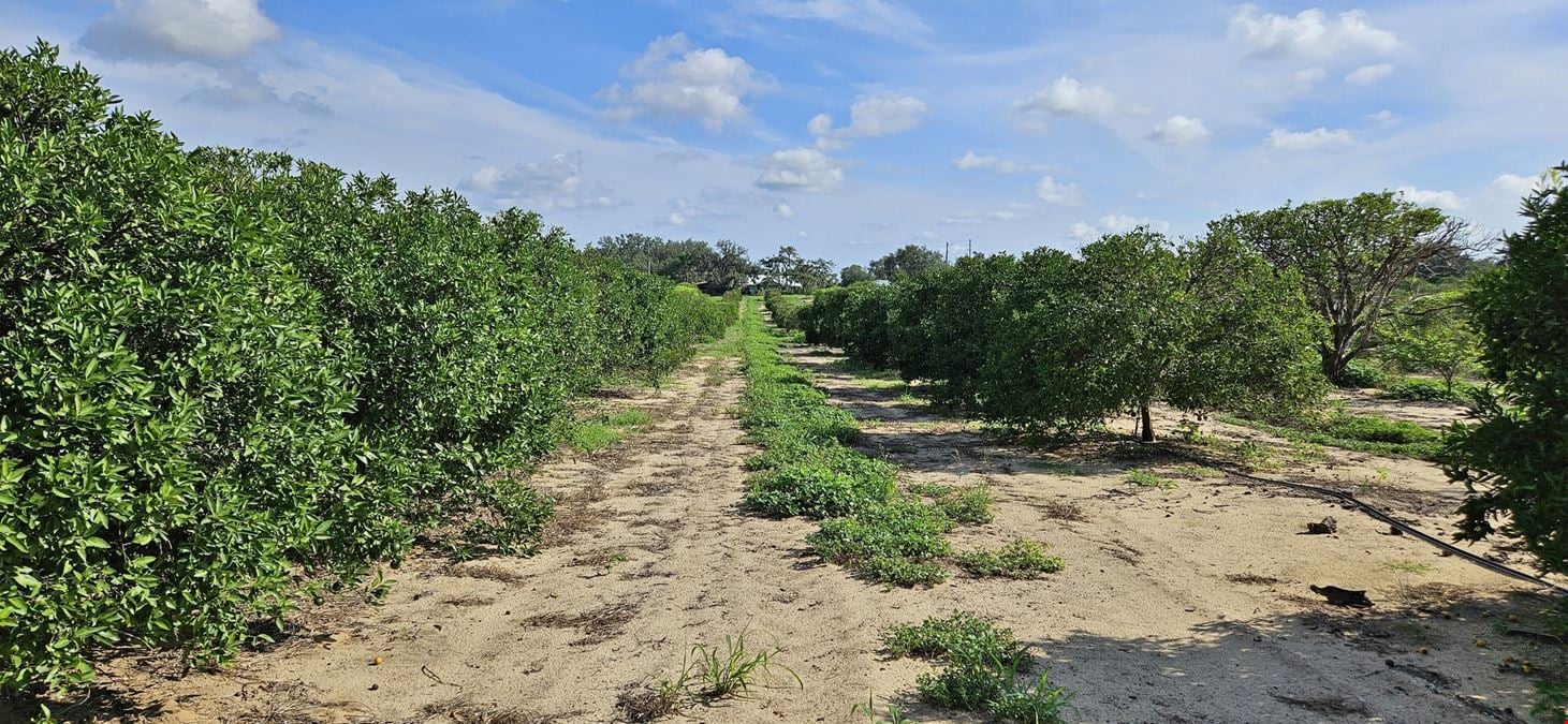 30 acre Citrus Grove