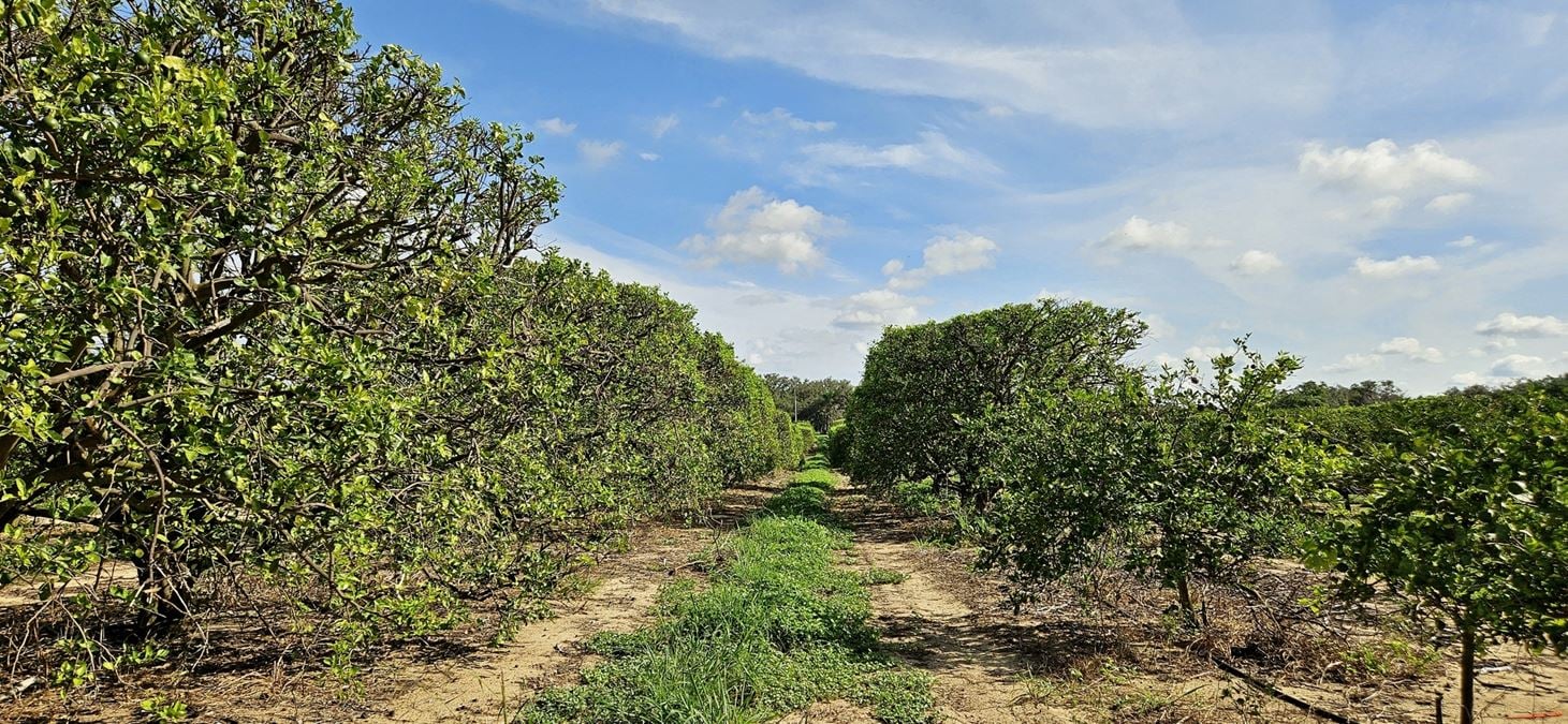 30 acre Citrus Grove