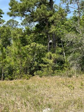 Taylor County Timber Hunting & Homesite