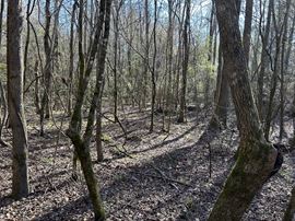 Hank Williams Road Hunting and Timber