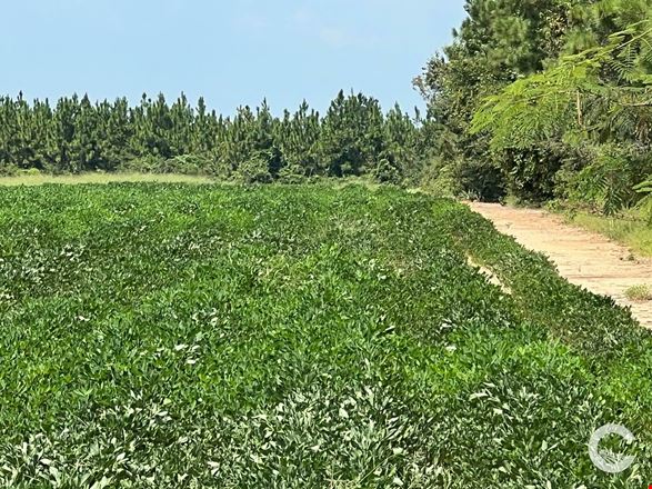 226 +/- Acre Investment Opportunity in Brewton, AL