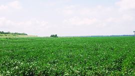 Mosby Spur Levee Farm