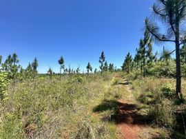 Longleaf Ridge
