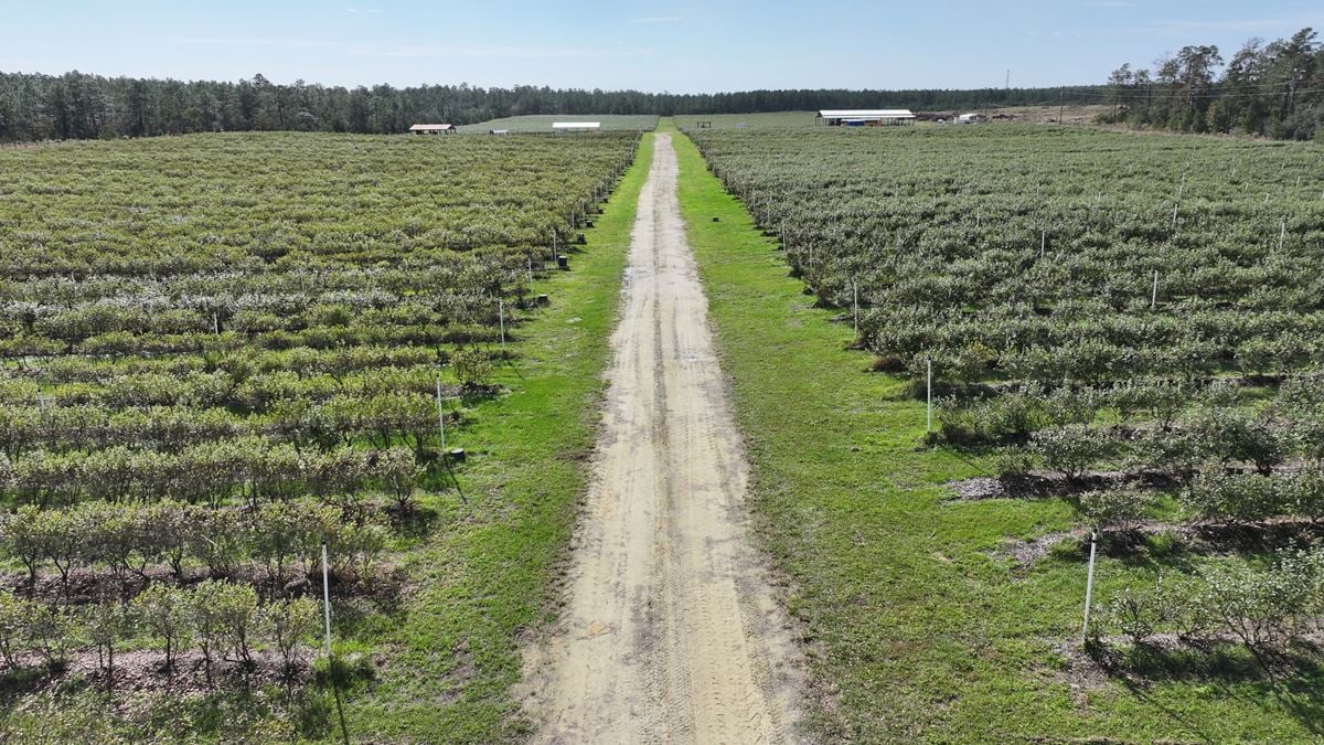 Citrus County Blueberry Farms - South